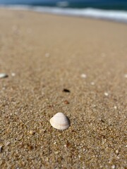 Fototapeta na wymiar Small seashells on the sand. natural ocean sand