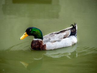pato de cuello verde  nadando en un charca en una granja
