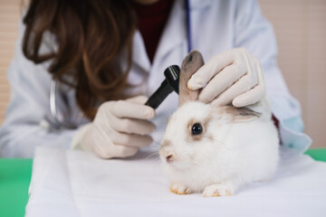 veterinarian checking up ill rabbit ears, doctor testing sick symptom rabbit pets at clinic,...