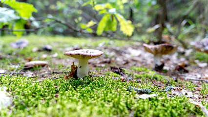 Beautiful mushrooms in a forest clearing