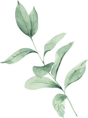 Watercolor Illustration Element Elegant Branch with Leaves