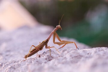 praying mantis on the ground
