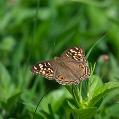Beautiful butterfly feeding on flower