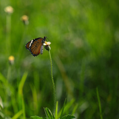 Fototapeta na wymiar Beautiful butterfly feeding on flower