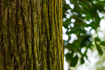 In the forest, the bark of a large tree