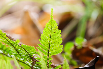 Close-up of a fern in the forest,