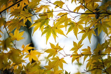 Autumn Fall forest orange leaves background maple trees