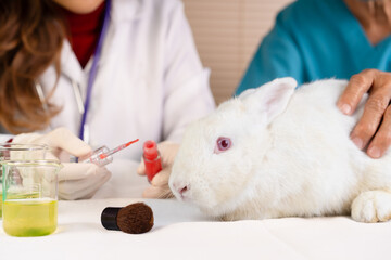 white rabbit is scary due to scientist doctor brushing chemical ingredients on skin in hospital...