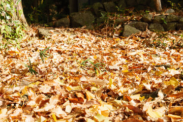 Many ginkgo leaves on the ground, the end of autumn