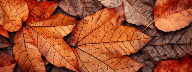 Naklejka na ściany i meble Close up autumn leaves background