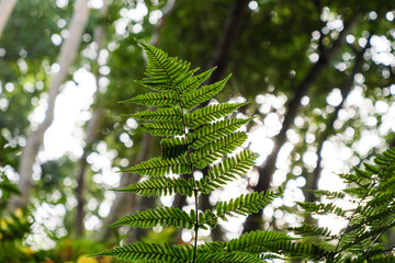 Close-up of a fern in the forest,