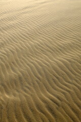 Sand ripples in the sand