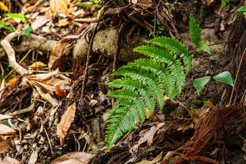 Close-up of a fern in the forest,