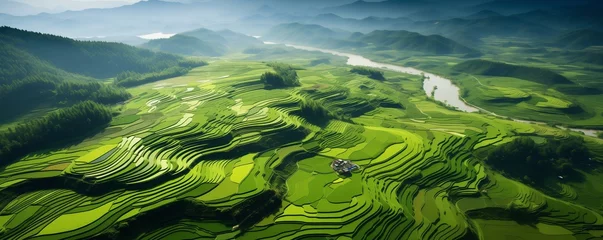 Fototapete Reisfelder aerial view of a vast and lush rice field