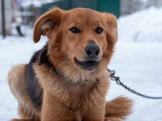 Portrait dog on leash in yard in winter