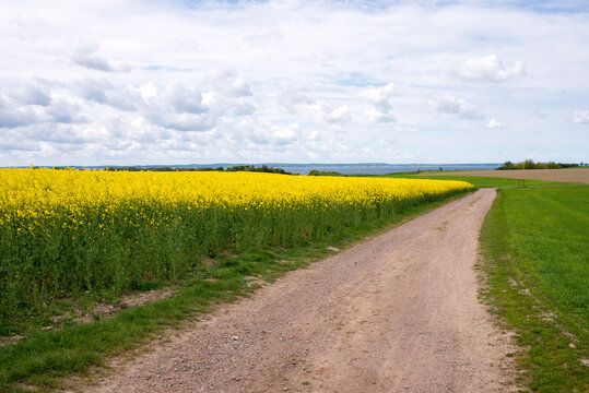 Beautiful landscape on the island Ven in Sweden with yellow flowering rapeseed field and field road