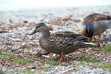 duck