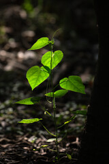 Fresh green leaves nature background