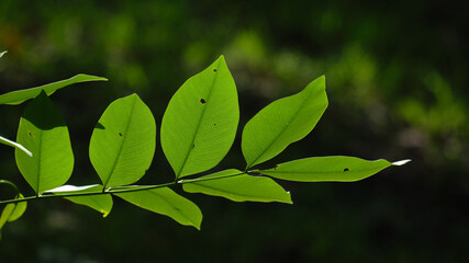 Fresh green leaves nature background