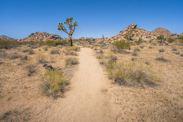 hiking the lost horse mine loop trail in joshua tree national park, california, usa