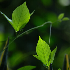Fototapeta na wymiar Fresh green leaves nature background