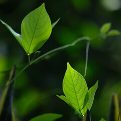 Fresh green leaves nature background