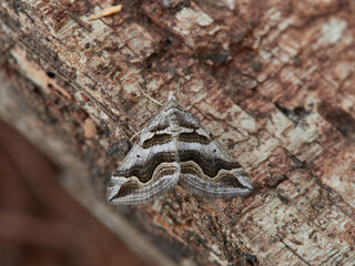 Scotopteryx peribolata, the Spanish carpet.