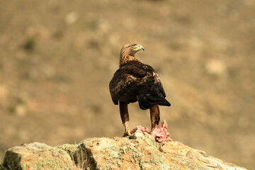 Aguila real en la sierra abulense en Otoño