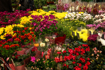 Large assortment of fresh flowers in the store. Decoration for holidays, events and home.