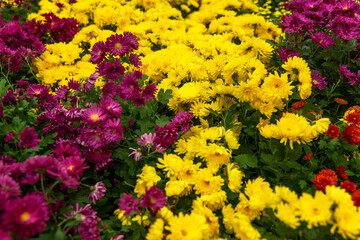 Obraz premium Lots of colorful chrysanthemums in the store. Assorted yellow and purple flowers. Holiday gifts and event decorations.
