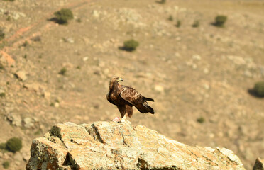 Aguila real en la sierra abulense en Otoño