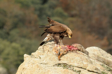 Aguila real en la sierra abulense en Otoño