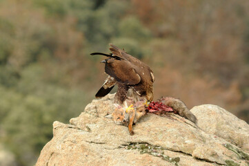 Aguila real en la sierra abulense en Otoño