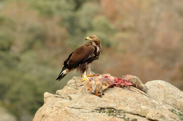 Aguila real en la sierra abulense en Otoño