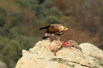 Aguila real en la sierra abulense en Otoño