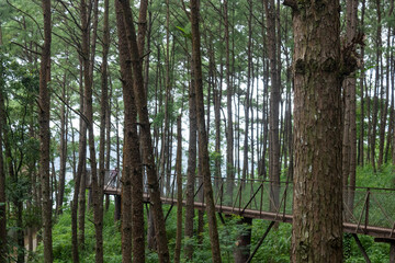 Tranquil Greenery in Old-Growth Forest