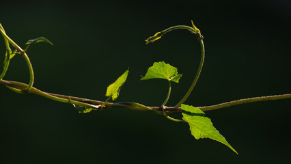 Fresh green vine with sunlight shading