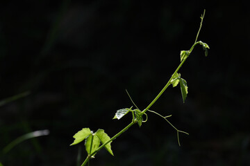 Fresh green vine with sunlight shading