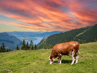 Fototapeta na wymiar Cow in the Austria Alps