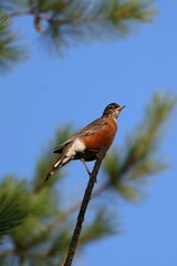 Fototapeta premium Image of a Red-breasted Robin perched on a Pine tree in Woodbine Park in Toronto, Ontario.