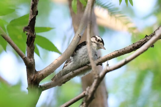 Image of a Hairy Woodpecker perched in a sapling at Tommy Thompson Park in Toronto, Ontario.