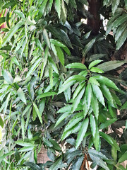 Embrace the captivating allure of the mango tree in December, a sight exuding nature's grace. Its...