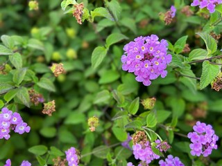 purple flowers in the garden Trailing Shrubverbena