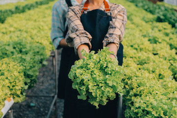Naklejka na ściany i meble farmer cultivate healthy nutrition organic salad vegetables in hydroponic agribusiness farm..