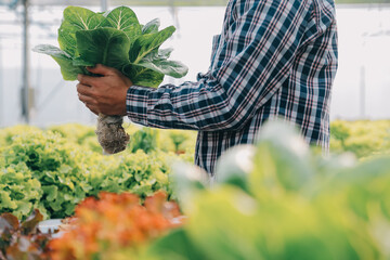 farmer cultivate healthy nutrition organic salad vegetables in hydroponic agribusiness farm..
