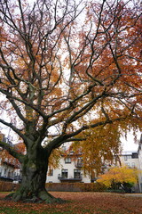 Fototapeta premium Vibrant and tranquil nature in Denmark