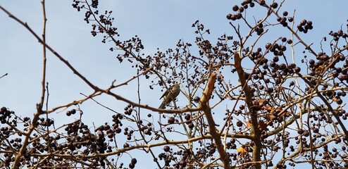 초겨울 자연 속 새들이 좋아하는 산사나무 열매 - Hawthorn berries (Crataegus pinnatifida), Black berries