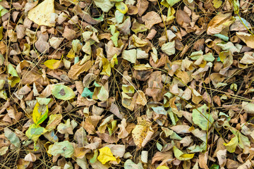 Dry autumn colorful foliage lies on dry grass.