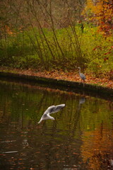 Vibrant nature in Denmark