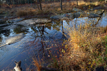 Temporary pond of the Rapin road in Fontainebleau forest	